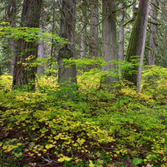 In the Grove of My Song